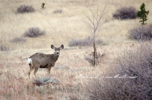 PostcardsfromColorado-1230