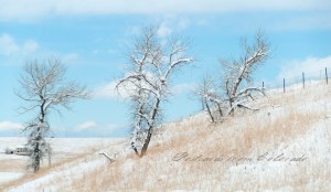 PostcardsfromColorado-130118