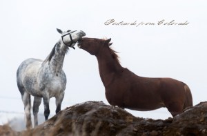 PostcardsfromColorado-130129