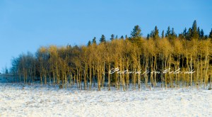 PostcardsfromColorado-130302