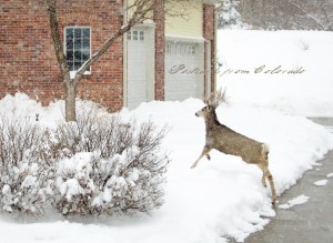 PostcardsfromColorado-130327