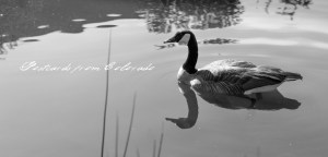 PostcardsfromColorado-130413