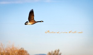 PostcardsfromColorado-130420