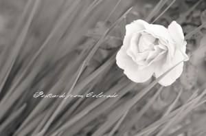 PostcardsfromColorado-130813