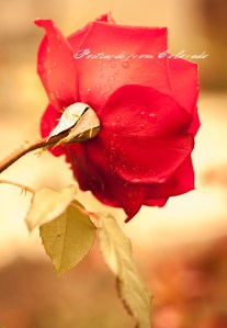 PostcardsfromColorado-130817