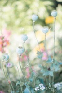 PostcardsfromColorado-130826