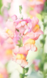 PostcardsfromColorado-130829-3