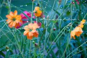 PostcardsfromColorado-130907