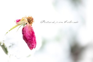 PostcardsfromColorado-131019