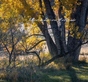 PostcardsfromColorado-131029