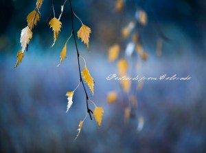 PostcardsfromColorado-131107