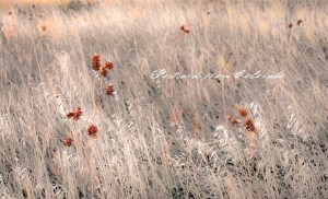 PostcardsfromColorado-131115