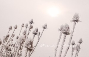 PostcardsfromColorado-140210