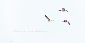 PostcardsfromColorado-140405