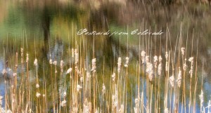 PostcardsfromColorado-140501