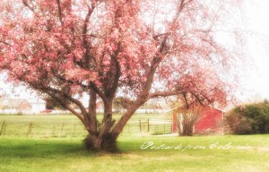 PostcardsfromColorado-140502