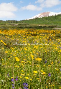 PostcardsfromColorado-140708