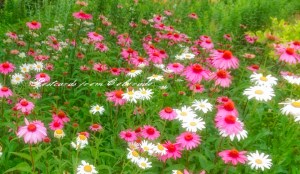 PostcardsfromColorado-140719