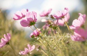 PostcardsfromColorado-140924