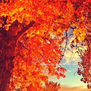 PostcardsfromColorado-141025