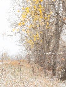 PostcardsfromColorado-141110