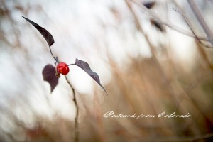 PostcardsfromColorado-141127