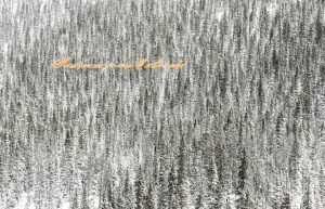 PostcardsfromColorado-150107