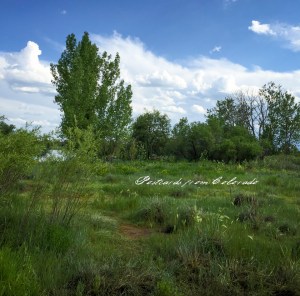 PostcardsfromColorado-1507015