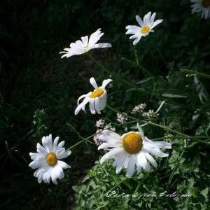 {"focusMode":1,"deviceTilt":0.08082573016616301,"whiteBalanceProgram":0,"macroEnabled":true,"qualityMode":3}