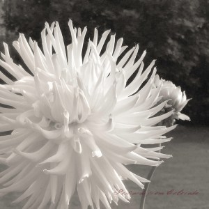 {"focusMode":1,"deviceTilt":-0.09418907959992495,"whiteBalanceProgram":0,"macroEnabled":true,"qualityMode":3}