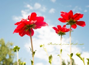 PostcardsfromColorado-150813