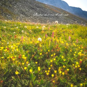 {"focusMode":0,"deviceTilt":-0.08471790154511538,"whiteBalanceProgram":0,"macroEnabled":false,"qualityMode":3}