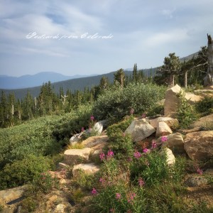 {"focusMode":1,"deviceTilt":0.0160195072505136,"whiteBalanceProgram":0,"macroEnabled":false,"qualityMode":3}