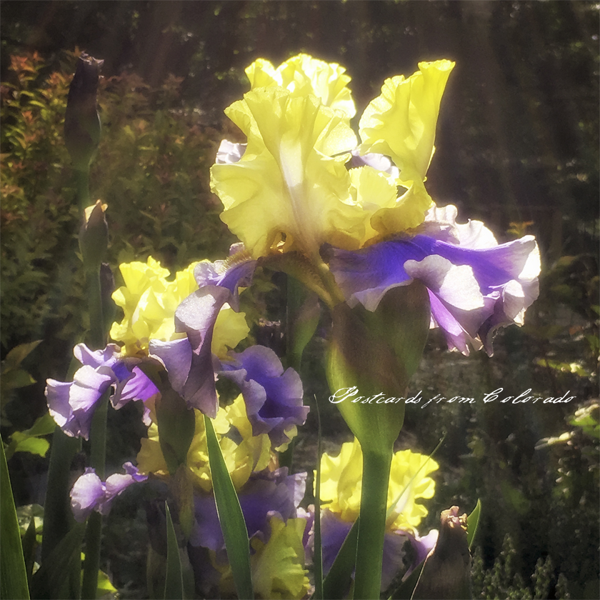 postcardsfromcolorado_2016_5_23