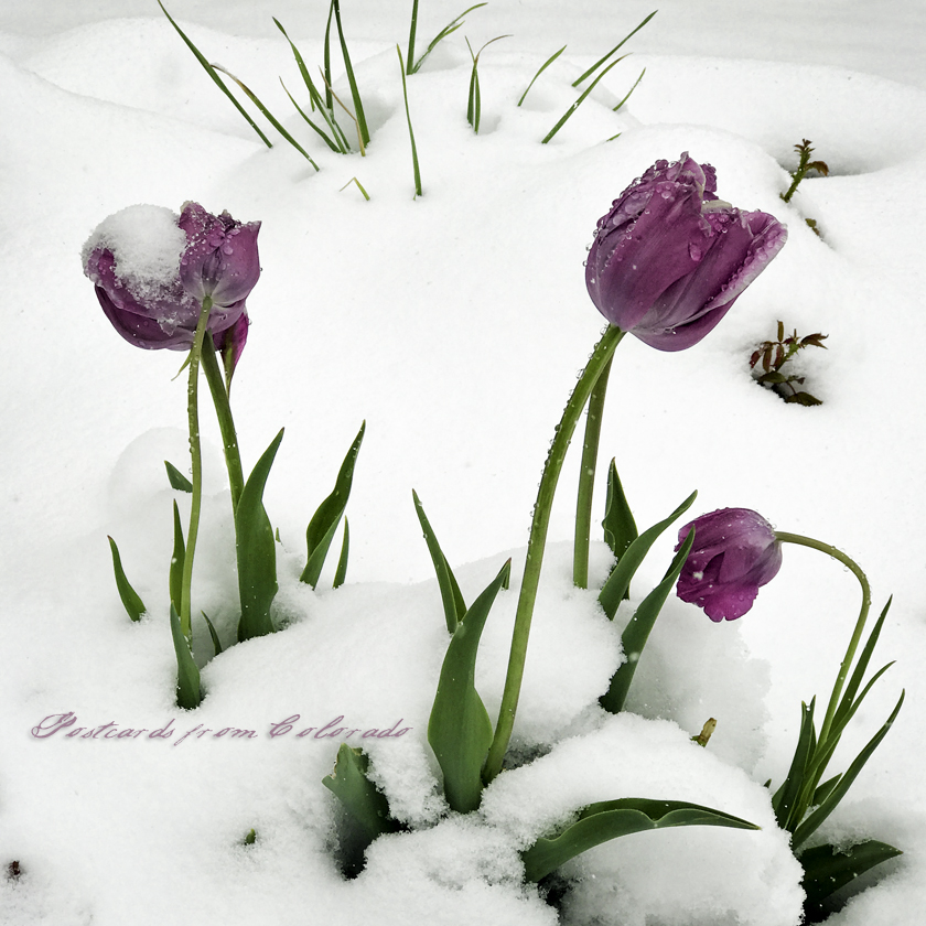 postcardsfromcolorado_2017_4_29